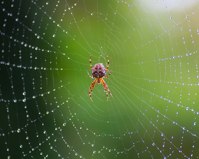Spinne Spinnennetz