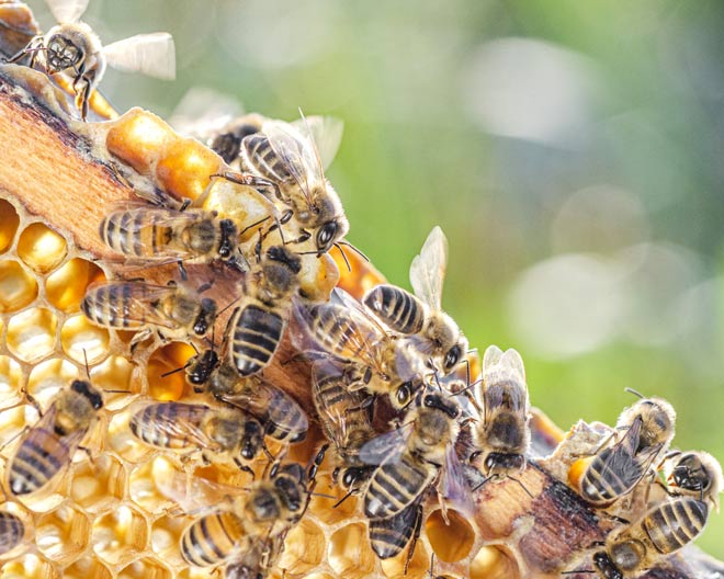 Bienen Honig Waben