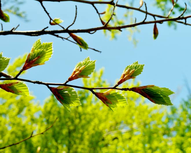 Frühling_Knospen_AdobeStock_121603029_Clarini Frühling Knospen Baum Natur
