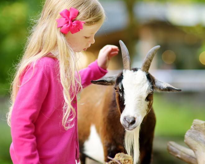 Kind Ziege Bock Streichelzoo Bauernhof