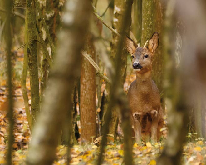 Reh Herbst Bambi Natur wald tiere heimat