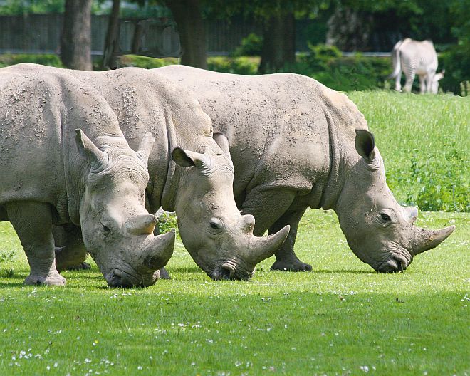 Zoo Augsburg Nashörner