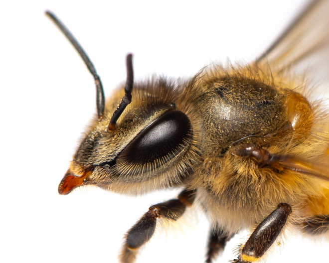 Biene Insekt Natur Insektenhotel