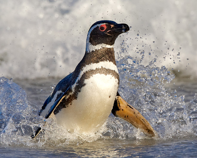 Magellanpinguin Pinguin