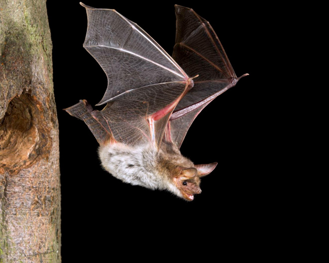 Großes Mausohr LPV Fledermaus