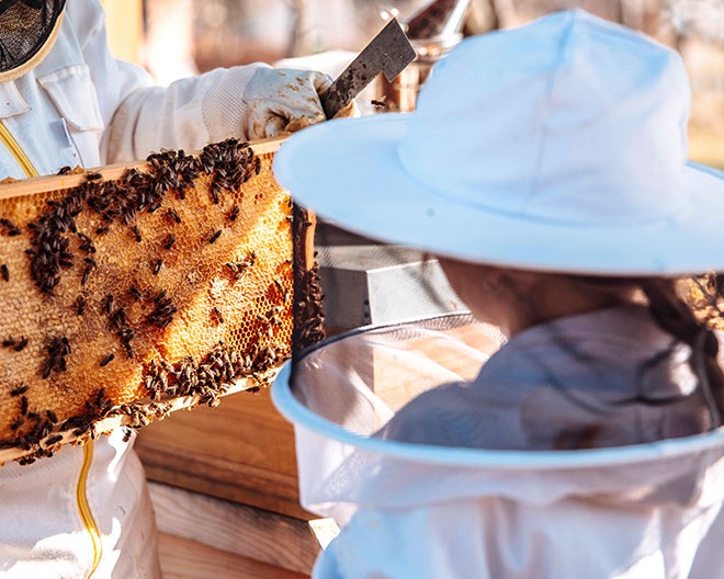 biene imkern imkerkurs bienen