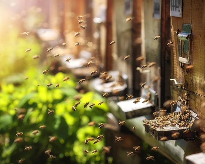 Bienen_AdobeStock_110132653_photografiero Biene, Imker, imkern, Honigbiene