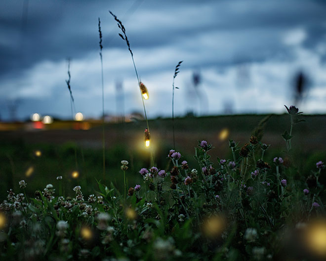 Glühwürmchen natur nacht sommer