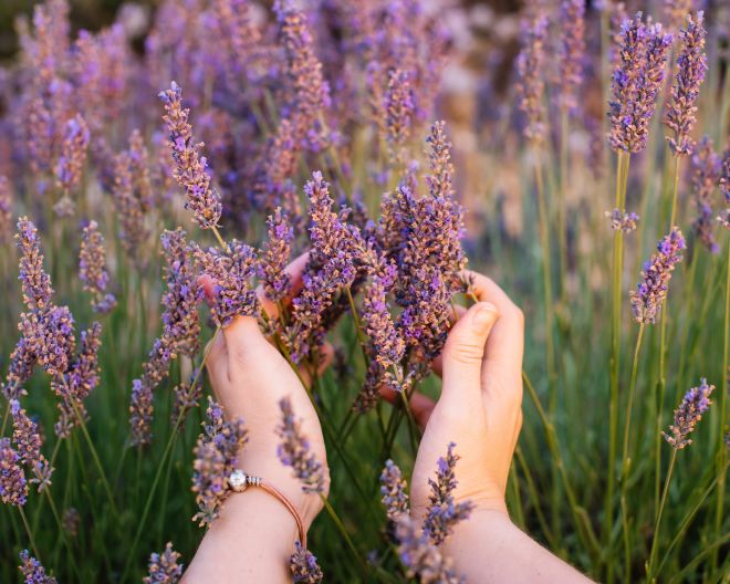 lavendel ätherisches öl natur sommer