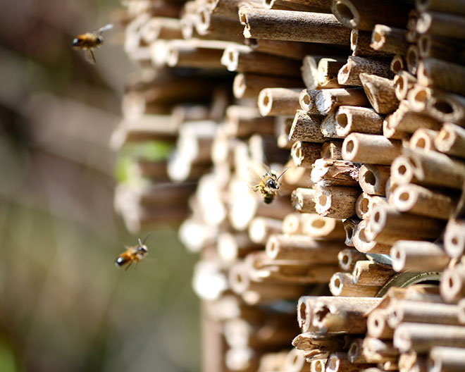 wildbiene biene insektenhotel