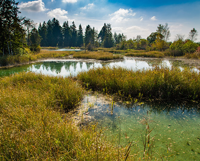 WurzacherRied_AdobeStock_313876308_Klaus-Brauner Wurzacher Ried, Moor