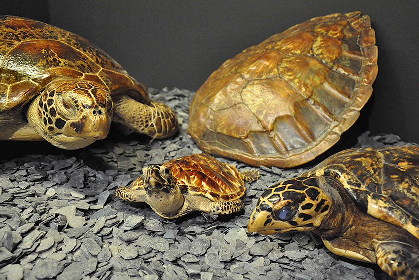 Schildkröten Ausstellung