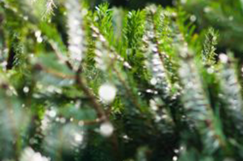 Gräflich von Hundt´sche Forstverwaltung