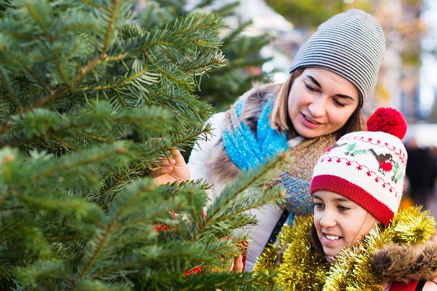 Christbaumverkauf Pfadfinder Univiertel