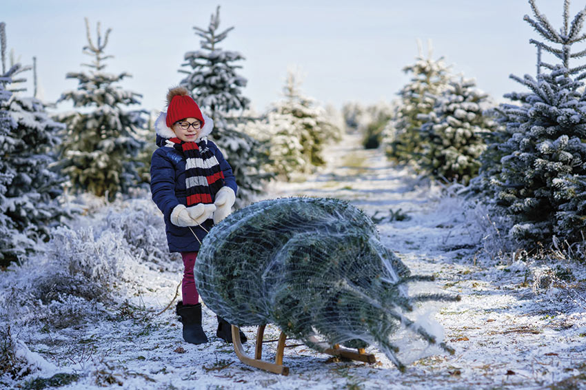 Christbaum Weihnachtsbaum verkauf schlagen