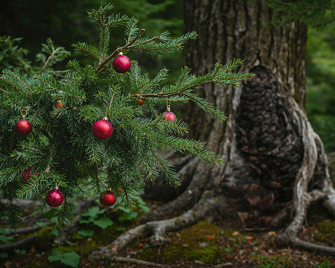 Weihnachtsbaum Christbaum Wald Strohstern Weihnachten basteln schmücken