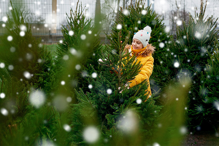 Christbaum Weihnachtsbaum verkauf schlagen