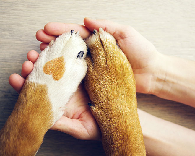 Hund erste Hilfe Haustier tier