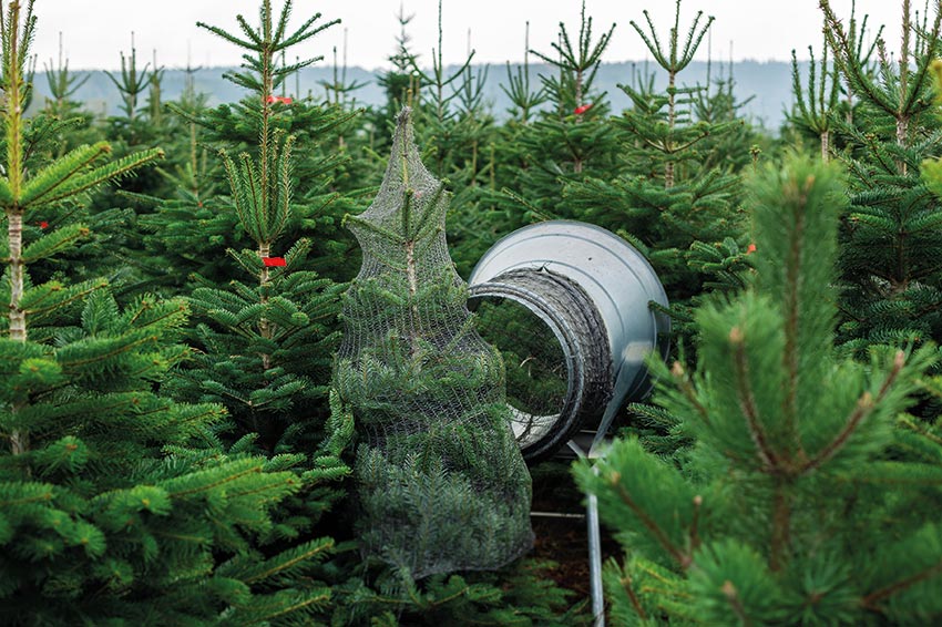 Christbaumverkauf Obsthof Zott