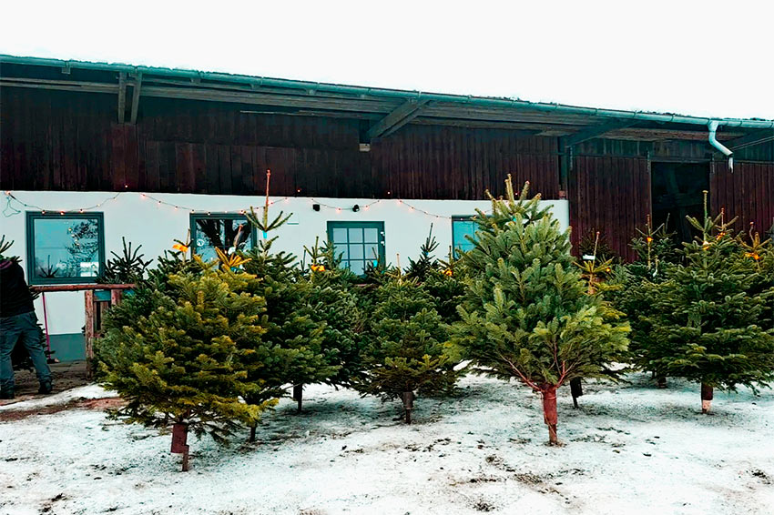Hofständle Christbaumverkauf