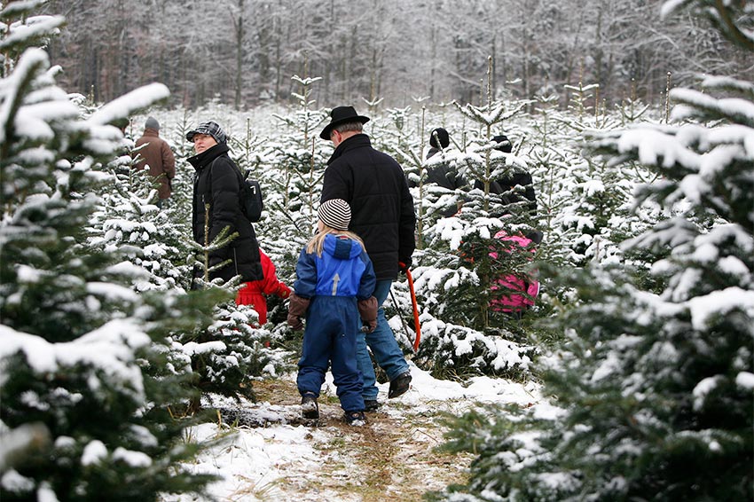 Christbaumverkauf Gut Mergenthau