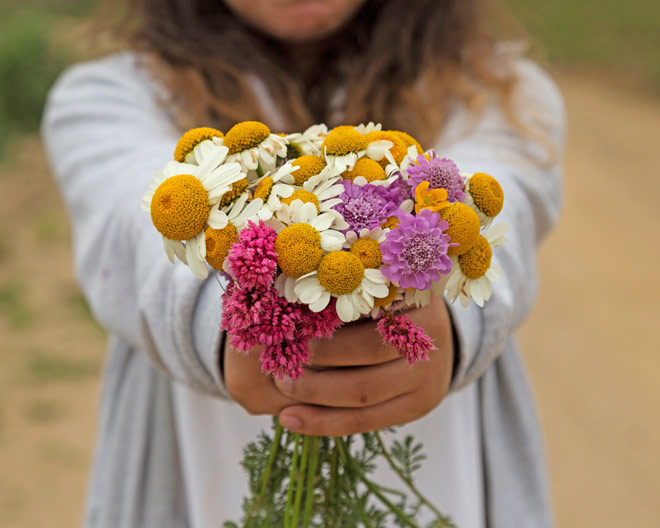 Blumenstrauß Gänseblümchen Kräuterfrau Medizin Kräuter Sommer Kräuter Käruterwanderung Sonne Sonnwende Tee Pflanzen