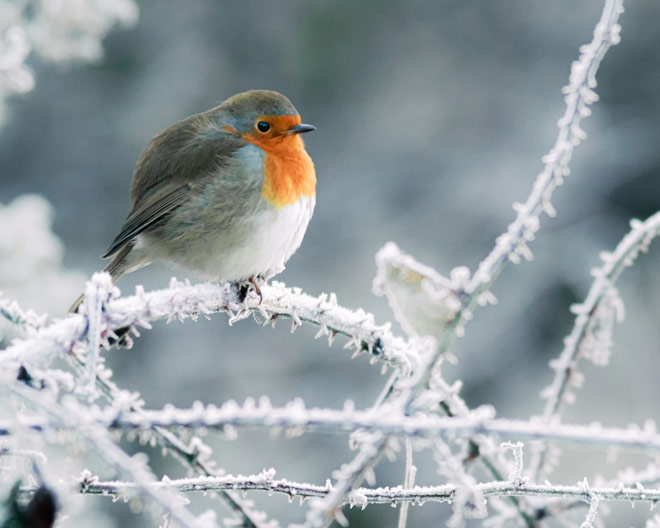 Winter Schnee Rotkehlchen Vogel Ast Natur outdoor Vögel Vogelbeobachtung