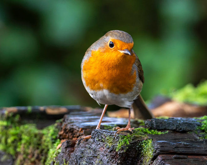 gartenvogel Natur outdoor Vogel Vögel Vogelbeobachtung Rotkehlchen