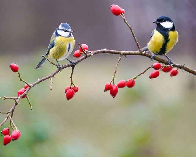Hagebutte Natur Kohlmeise Ast vogel vögel herbst Vogelbeobachtung singvogel