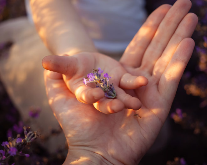 Hände Papa Kind Blumen Sommer Kräuter Käruterwanderung Sonne Sonnwende Tee Pflanzen