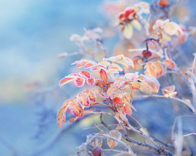 Raureif Winter Frost natur baum herbst pflanzen wald