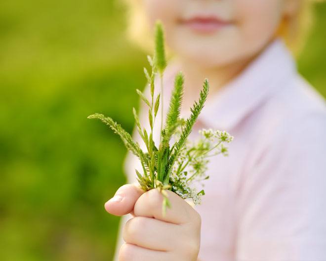 Kind Wildblumen Blumenstrauß Natur Sommer Kräuter Käruterwanderung Sonne Sonnwende Tee Pflanzen