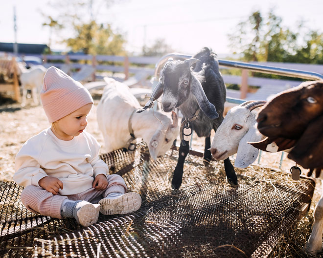 Ziege Kind Ziegen Bauernhof Streichelzoo Tiere Ferien