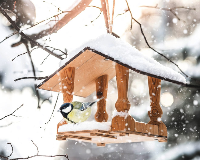 AdobeStock_690164330_Юлия-Клюева_web Natur outdoor Vogel Vögel Vogelbeobachtung Winter Meise Vogelhaus Kohlmeise