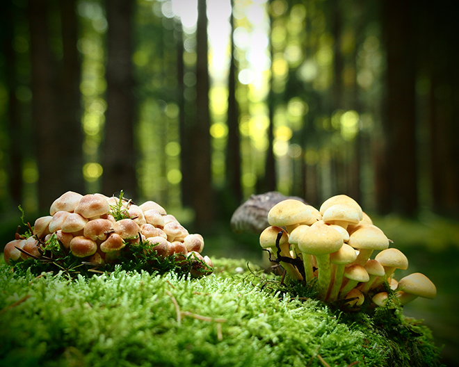Pilz, Pilze, Pilzwanderung, Wald, Herbst, Baumpilz