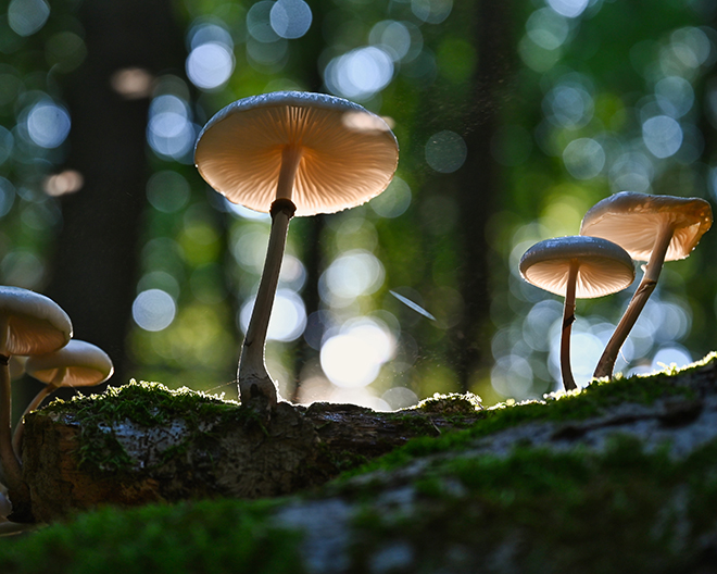 Pilz, Pilze, Pilzwanderung, Wald, Herbst, Baumpilz