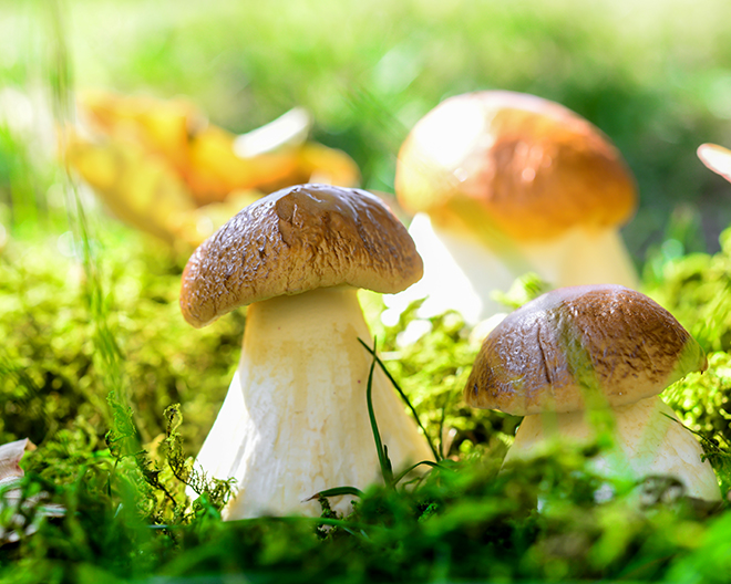AdobeStock_54442345_Kathleen-Rekowski Pilz, Pilze, Pilzwanderung, Wald, Herbst, Steinpilz