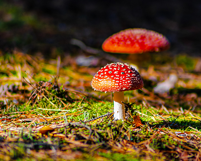 Pilz, Pilze, Pilzwanderung, Wald, Herbst, Fliegenpilz