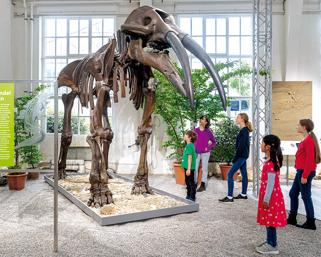 Molassic Park Museum Mensch und Natur MMN
