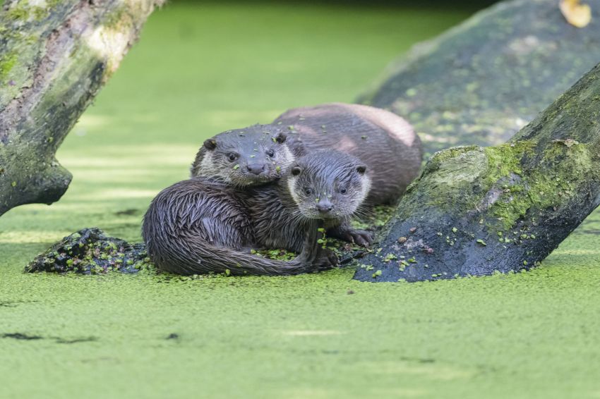 Ausstellung Naturschutzzentrum MOOR EXTREM Wurzacher Ried