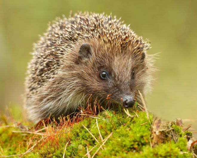 Igel