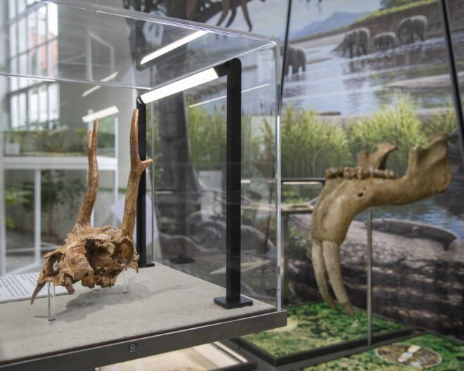 Molassic_Park_Ausstellung_2021_Muc_0541